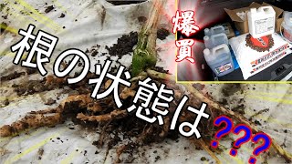 20200115 抑制栽培最後の根の状態確認!!JAｺﾝﾄﾛｰﾙｾﾝﾀｰで爆買のきゅうり農家様!!／きゅうり農家／きゅうり栽培／愉快なshata農園