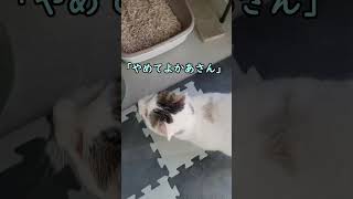 猫もお腹が空いていないとこんな事をしゃべるんです 【片目失明の野良猫さん】 #shorts #YouTubeshort