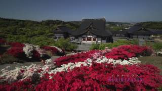 満開のキリシマツツジ、Beautiful flowes【4K　Ultra HD】