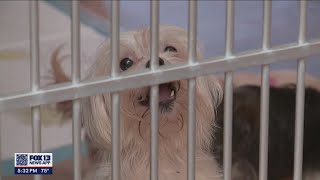 Over 120 dogs seized from property near Sedro-Woolley | FOX 13 Seattle