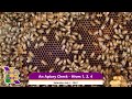 An Apiary Check - Hives 1, 2, & 4 #beekeeping #bees #beekeeper