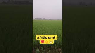 บรรยากาศทุ่งนายามเช้าชีวิตบ้านดง👍😁❤️👍😁❤️🌾🌾