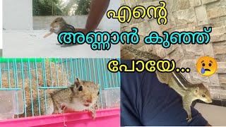 എന്റെ അണ്ണാൻ കുഞ്ഞ് പോയി | My Pet Squirrel | Indian Palm squirrel | Pet animals | Thanus creation