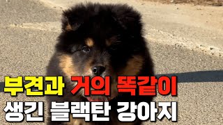 그러나 이 강아지가 부견보다 한수 위의 형태를 가졌습니다. | 진돗개 블랙탄 강아지