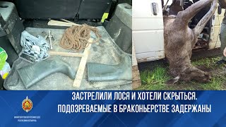 Застрелили лося и хотели скрыться. Задержаны подозреваемые в браконьерстве