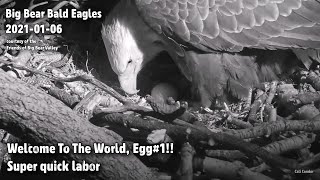 Big Bear Eagles🦅Welcome To The World, Egg#1❗️🥚Super Quick Labor 😊2021-01-06