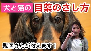 犬と猫の点眼・目薬のさし方（実践編）