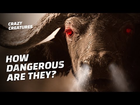 How tall can a Cape buffalo get?