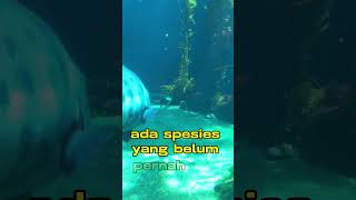 Tahukah Kamu? Knp 80% lautan belum dieksplorasi? #faktaunik #tahukahkamu #laut #faktamenarik #fyp