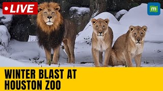 Live: Houston Zoo animals enjoy rare snowfall in Texas | N18G