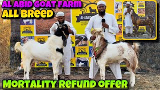 MORTALITY REFUND and MORE OFFERS and QUALITY KOTA, VILAYATI for SALE at AL ABID GOAT FARM