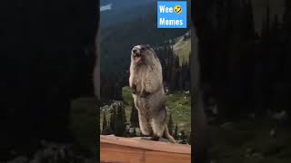 subscribe for more wee 🤣 #shorts,#wee,#weee,#madfun,#weeshorts,#funshorts,#funfails,#afvfunnyvideos2