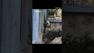 【萌寵】智商超群！大熊貓萌兰反向「投喂」飼養員吃竹子