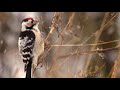 lesser spotted woodpecker smallest woodpecker bird film studio aves