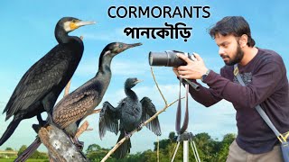 পানকৌড়ি পাখি | Cormorant Birds of India | Documentary @wildindiamit