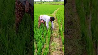 పొద్దున్న లేచి 🌾🌾🌾🌾