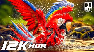 12K HDR Video with BOLD COLORS at 240 FPS (Dolby Vision)