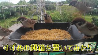 すずめの餌箱を置いてみた5