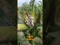 Jagung ditumbuhi jamur