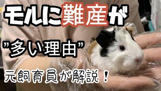 モルモットの繁殖②難産の原因と予防【元動物園飼育員が解説】