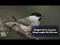 how to identify marsh tits willow tits u0026 coal tits