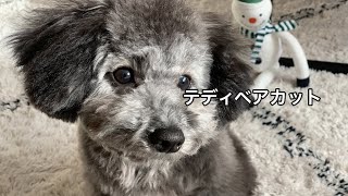 【テディベアカット】ボサボサだった愛犬が年末に向けてばっさりテディベアカットにしてみた