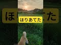 王子＃柴犬 癒し いぬ♯縄文柴犬 dog ♯田んぼの水 2024 .8｡4 2024年8月4日