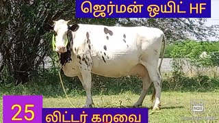 25 லிட்டர் கறவை திறன் ஜெர்மன் ஒயிட் HF