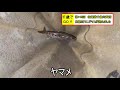 千歳でgo 第115回　北海道千歳川支流長都川でニジマスとヤマメが釣れました①