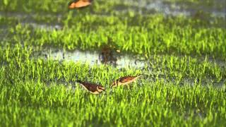 ♪鳥くんの野鳥動画（茨城県）コチドリケンカ？