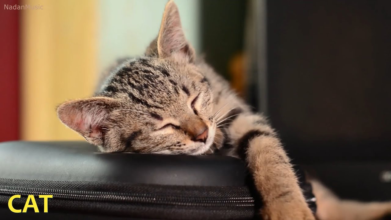 Over 10 Hours Of Relaxing Music For Cats Long Playlist For Cats