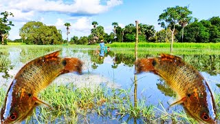 Put nets in the field.ដាក់មងនៅវាលស្រែ/New primitive