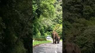 അയ്യോ ആന #elephant #aana #nelliyampathy #nelliyampathi  #thrissur #kaatana #wildelephant #forestride