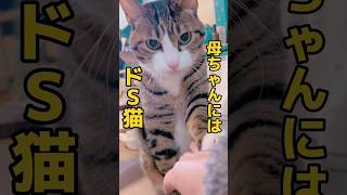 人によって態度が違う猫#cats #shorts #球太