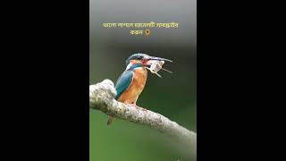 দেখুন একটা পাখি কিভাবে তার খাবার স্বীকার করে #sorts 🌺👀