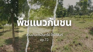 เกษตรอินทรีย์ท่ามกลางแปลงเคมีทำยังไง คลิปนี้มีคำตอบ ep.72 @Chancocoa#เกษตรผสมผสาน #เกษตรอินทรีย์