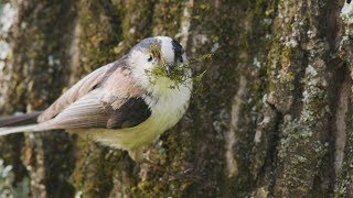 エナガ 2回目？の巣作り Long tailed Tit Building a second nest 信越の山 5月上旬 野鳥4K 空屋根FILMS#992