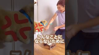 【犬 噛む】大きなリスク負う必要はない #ドッグトレーナー #ドッグトレーニング #犬のトレーニング #犬のしつけ #dogtraining #フードアグレッシブ #フードアグレッション #short