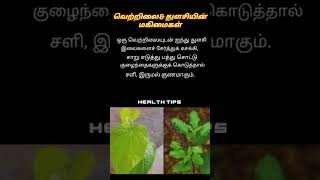 #agriculture #helathtips #thulasi  #tamil #tamilnadu #vetrilai  #love #lovestatus #healthylifestyle