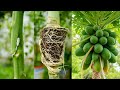 🌿How to propagate papaya tree by air layering! A great method of propagating papaya tree