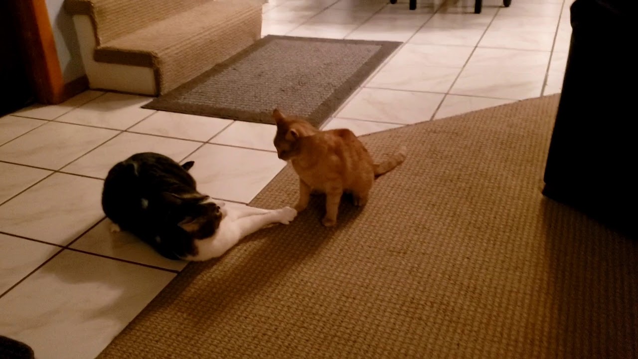 Catfu Speed Defeats Strength Youtube