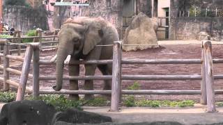 多摩動物公園　アフリカゾウ　木の葉をモリモリ食べる砥夢君