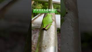 雨上がり。物干し竿にとまっているアマガエルを見て、、