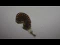 シダ植物 映像集 その1 ~胞子のうが裂開する様子~