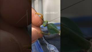 Mantis Eats My Finger!!!