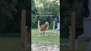 Ich liebe alles an diesem Video 😂🙏🏼 #pony #springen #challenge