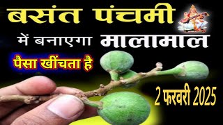 चमत्कार को नमस्कार?😱 2 फरवरी बसंत पंचमी साधारण पौधा समझकर फेकने की भूल मत करना// #basantpanchmi