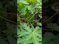 papaya பப்பாளி papaya homegarden perinbgarden perinbam sofiarachel