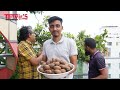 ছাদে থাই ছফেদা ও ছাদ বাগান পরিচর্যা sapodilla fruit rooftop garden tanvir’s entertainment