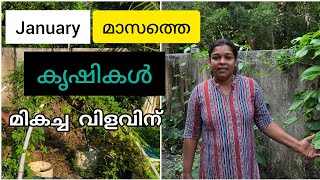 ഞാൻ ചെയ്യുന്ന കൃഷികൾ |January മാസം മികച്ച വിളവ് ലഭിക്കാൻ